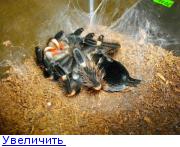 Брахипельма Смита (Brachypelma smithi)