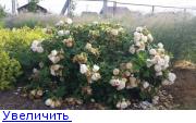 Русроза Интернет Магазин Саженцев