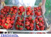 Кокинский Питомник Интернет Магазин