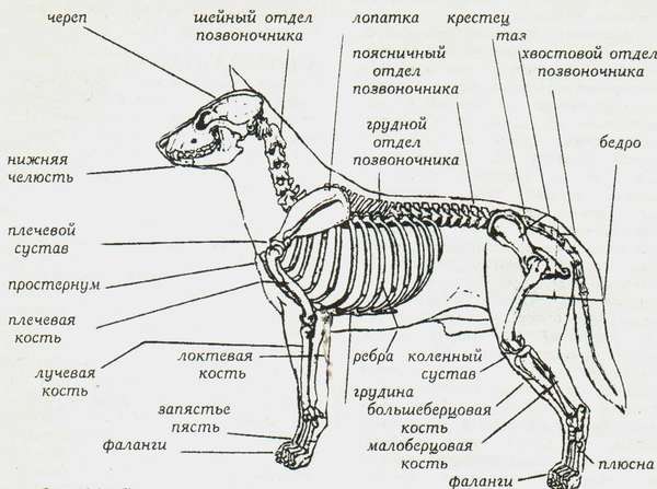 На рисунке лопатка собаки обозначена цифрой