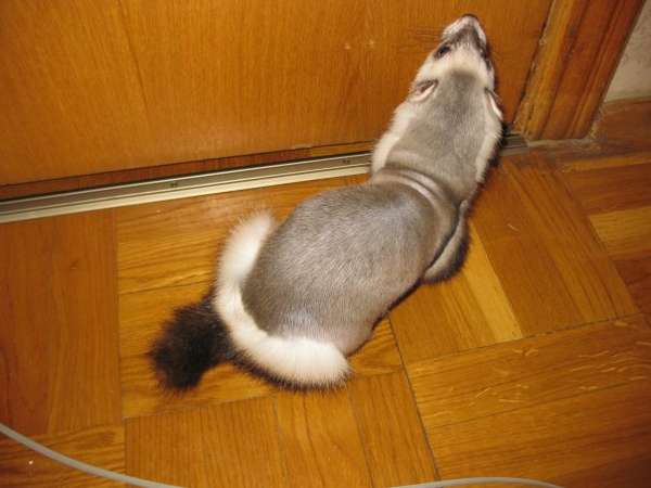 Процесс линьки у хорьков