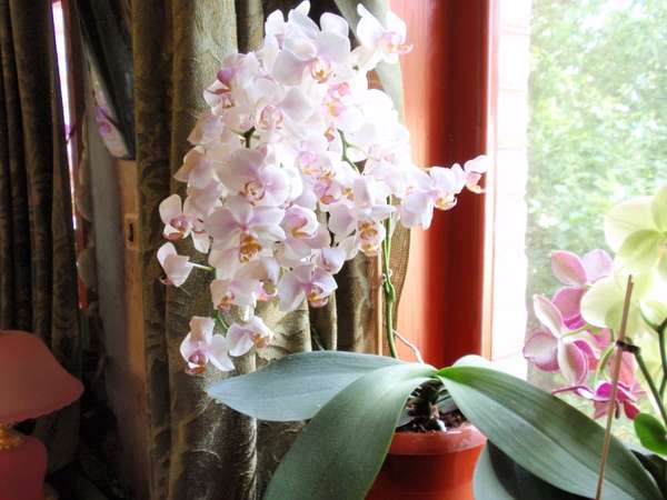 Орхидея Афродита Фото И Описание – Telegraph