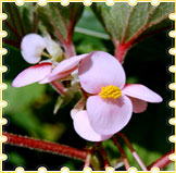 Begonia Malabarica
