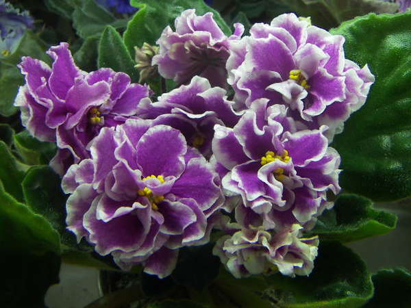 Форум "Украина сенпольная" (г.Киев) • Просмотр темы - ЕК-Седая Дама ...