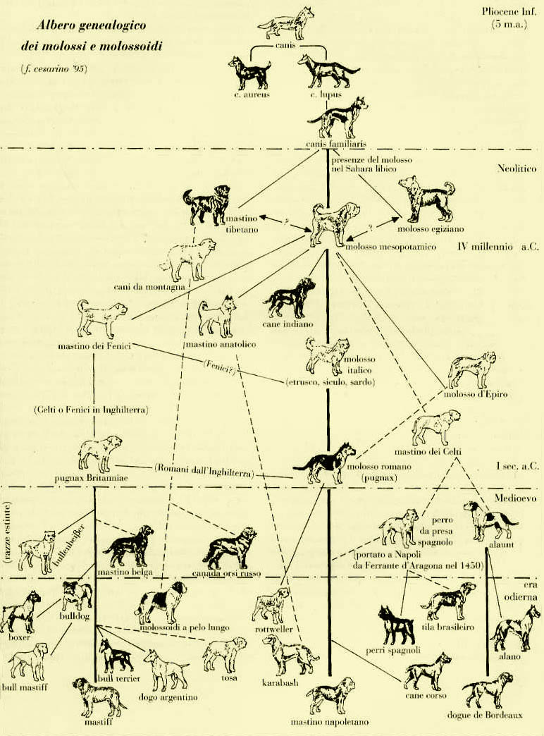 Происхождение пород собак