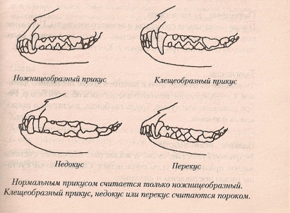 Правильный прикус у собаки рисунок