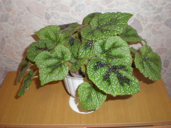 125837934266941487 бегония сладкая жизнь фото