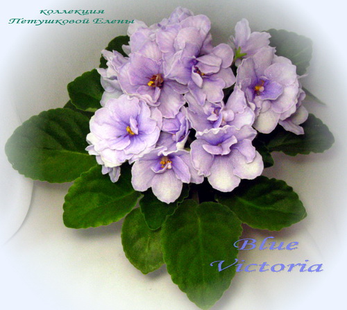 Blue Victoria Volkmann Forum Cvetovodov Frau Flora