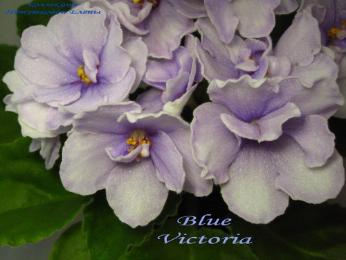 Blue Victoria Volkmann Forum Cvetovodov Frau Flora