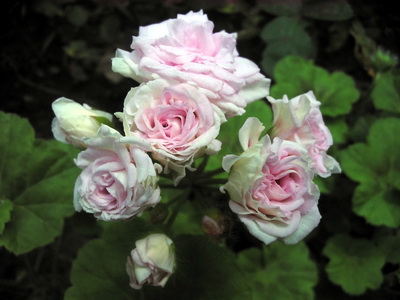 Античная Роза Пеларгония Фото