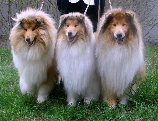 Собака нежная и ласковая