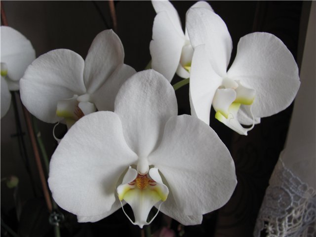 Орхидея Phalaenopsis London