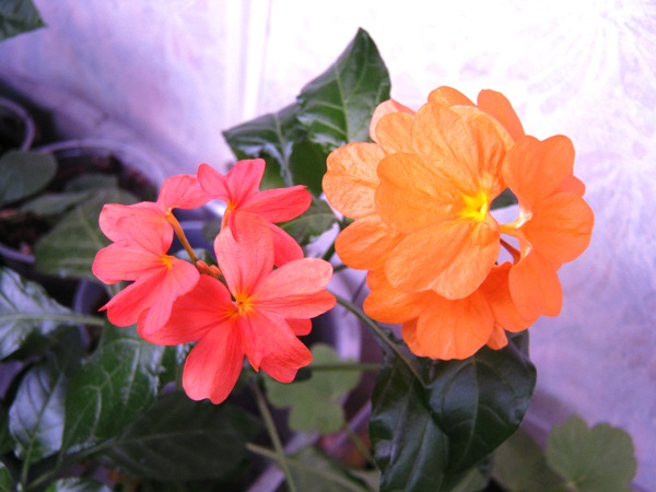 Комнатный цветок Кроссандра: секреты правильного ухода в домашних условиях