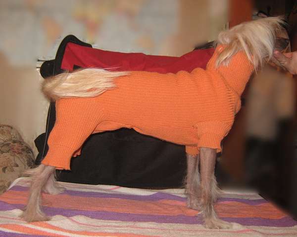 Вязаная одежда для собак в Москве — купить свитер для собаки