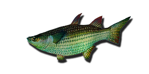 Атом Фишинг