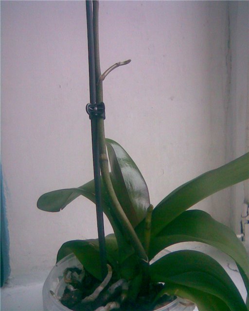 Как спасти орхидею, если корни сгнили или засохли?