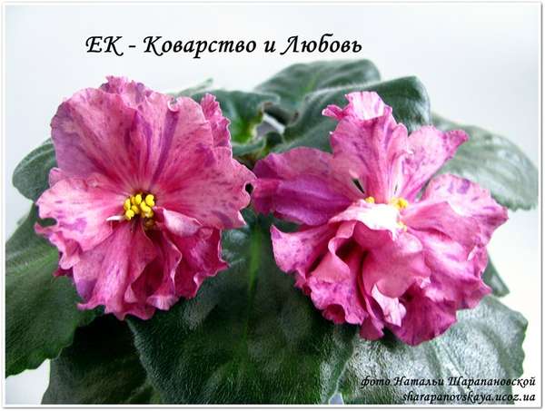 ЕК-Коварство и Любовь (Коршунова), Геснериевые от Ulmo, Фиалки, форум