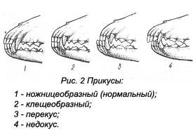 Виды прикуса у собак