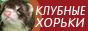 Красноярские хорьки питомник Favourite Ferret