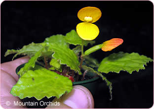 Begonia Prismatocarpa