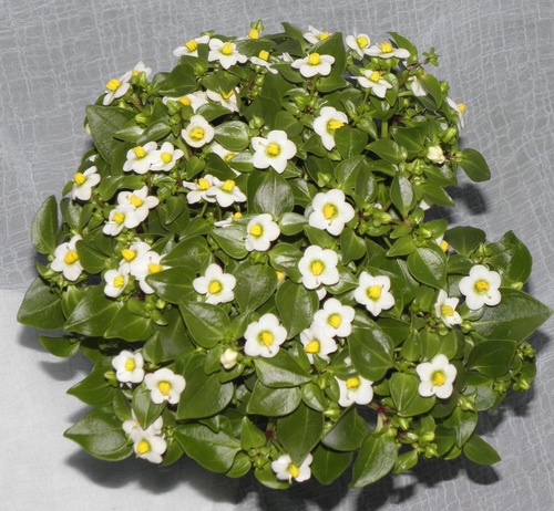 Экзакум выращивание из семян - О растениях и сельском хозяйстве