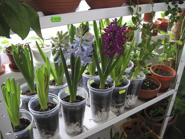 Гиацинт после цветения - как помочь растению перезимовать?