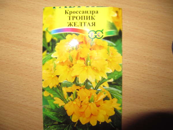 Кроссандра Желтая Фото Кроссандра Желтая Фото