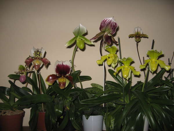 архив - Пафиопедилум (Paphiopedilum), 