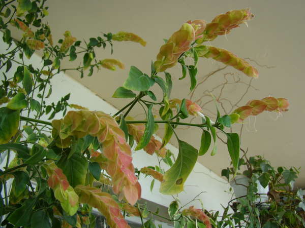 Белопероне Фото Комнатный