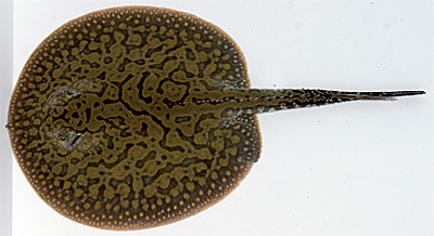 Potamotrygon yepezi