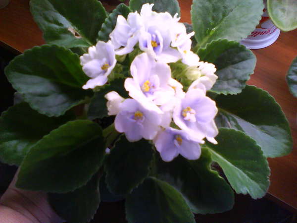 Blue Victoria Volkmann Forum Cvetovodov Frau Flora