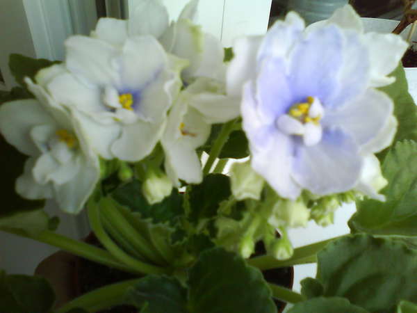 Blue Victoria Volkmann Forum Cvetovodov Frau Flora