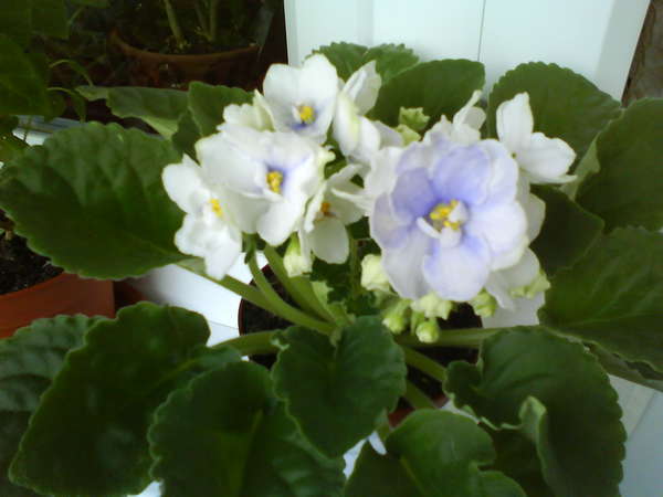 Blue Victoria Volkmann Forum Cvetovodov Frau Flora