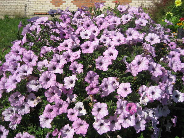 Петуния - "Секрет пышного цветения петунии" отзывы