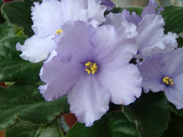 Фиалка Сurly Ocean фото и описание сорта | Saintpaulia, African violets, Types of soil