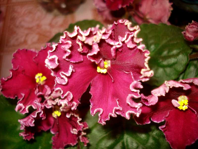 Фиалка Калина Красная Фото И Описание – Telegraph