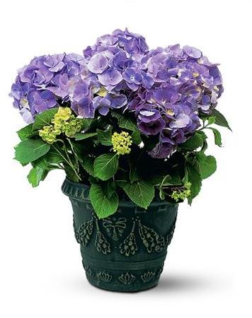 Hydrangea macrophylla  гортензия крупнолистная 