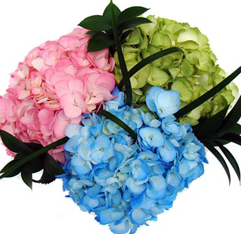  темы  Гортензия /Гидрангея Hydrangea