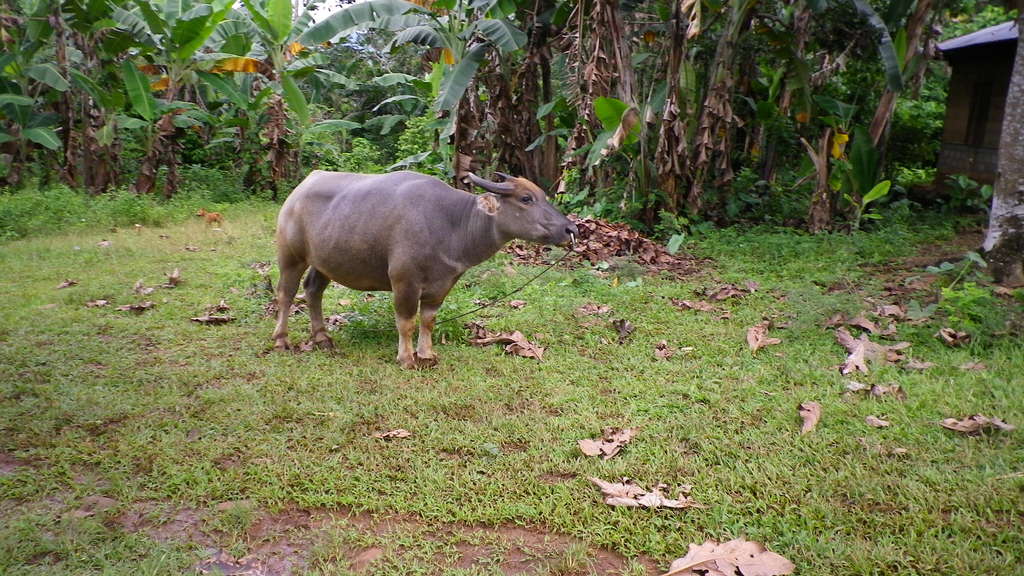 Новогодний трип в лето!