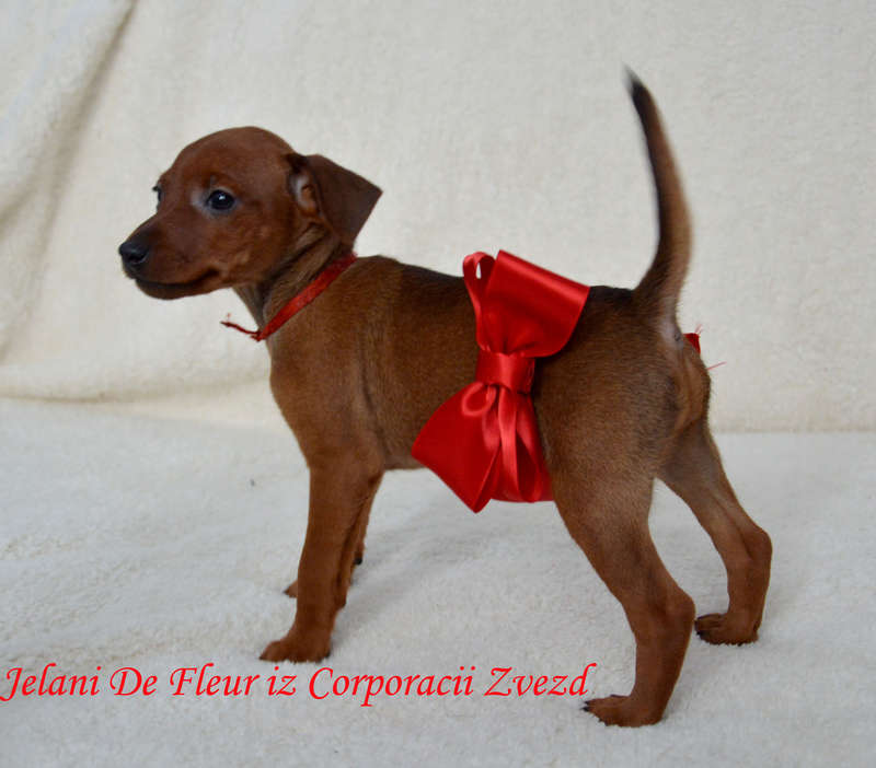  Просмотр темы - Питомник \\