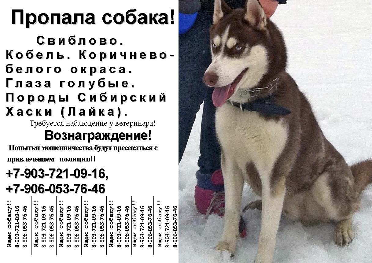 Найден. Коричнево-белый кобель хаски пропал 01.03.2014 в Москве (Свиблово).  Хаски Форум