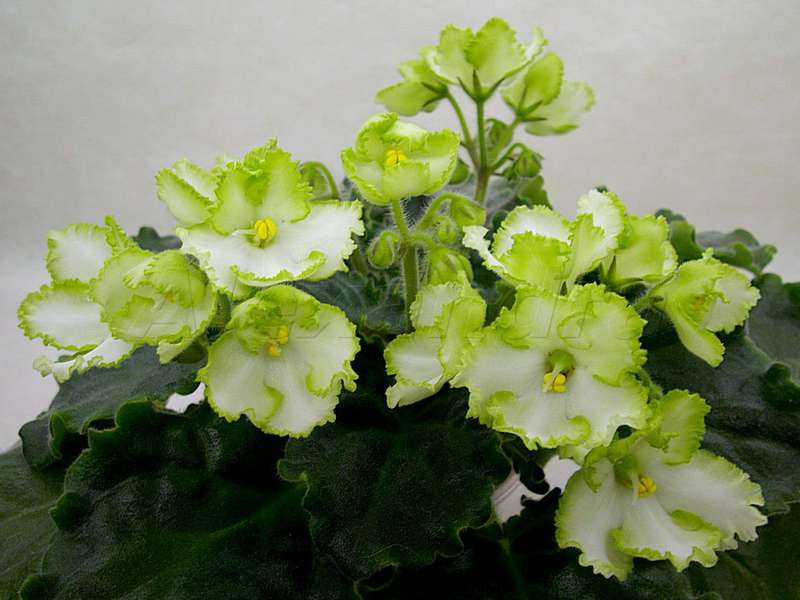 Сорта Зеленых Фиалок Фото И Название