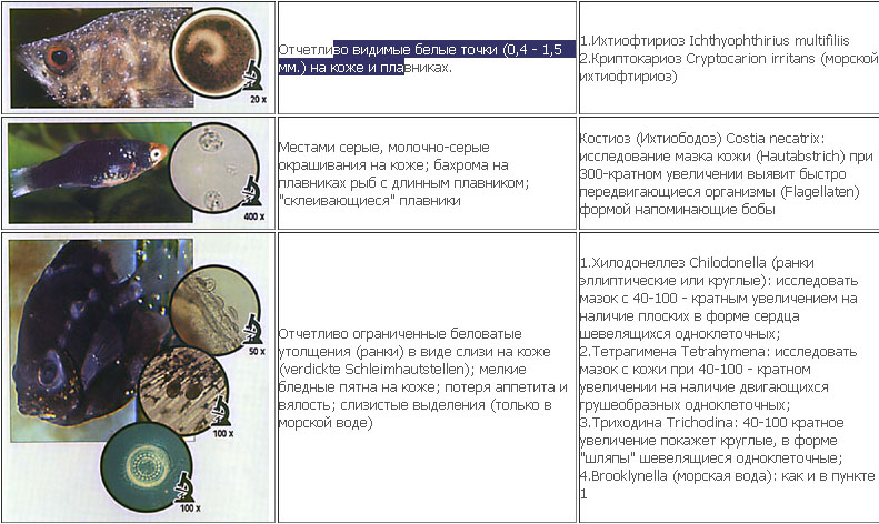 Ихтиофтириоз лечим без проблем