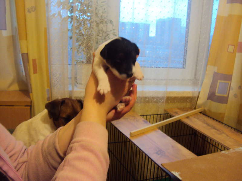  Дина и ее дети-внуки.