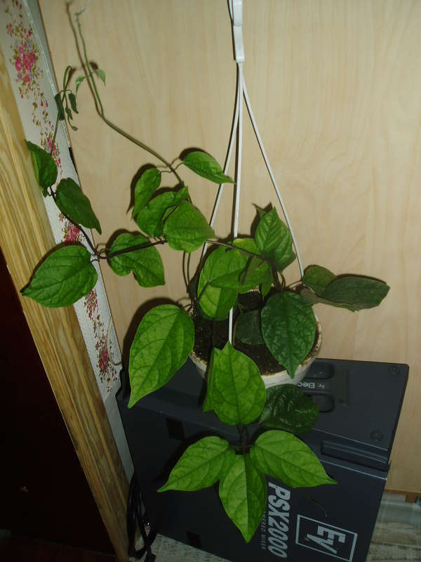  Филодендроны-последняя страница темы.