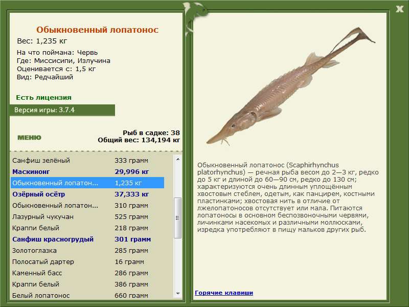 Где и на что поймать лопатонос