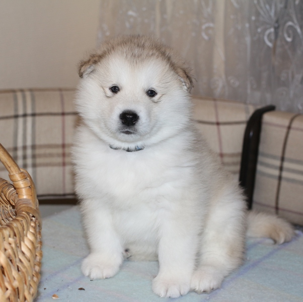  щенки Аляскинского Маламута г.Тюмень