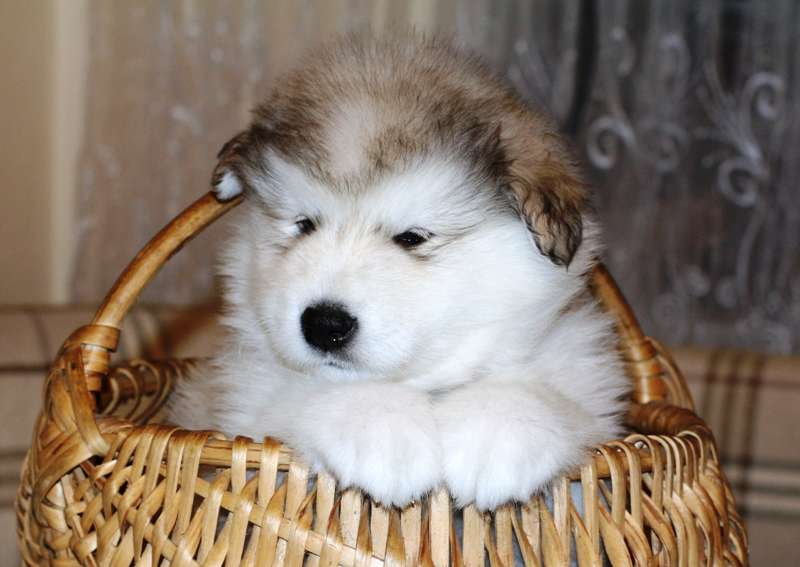  щенки Аляскинского Маламута г.Тюмень