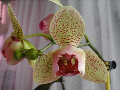 Белый пелорик орхидея
