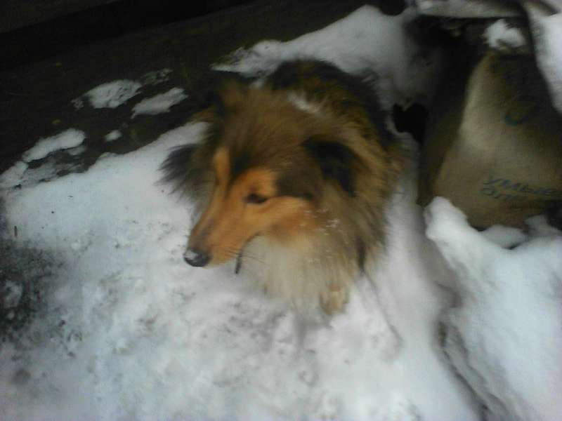  Колли и шелти в Пензе